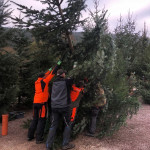 Fleißige Helfer stellen den Spirkelbacher Weihnachtswald
